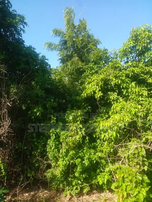 Diani Beach's 1/2 Acre Plot on 2nd Row Only 250 Metres From the Beach.