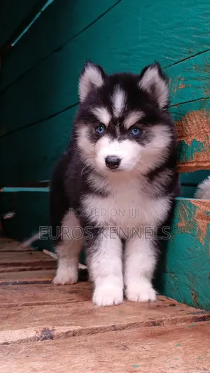 1-3 months Female Purebred Siberian Husky