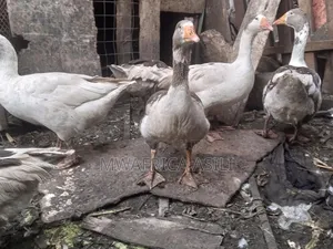 Mature Geese