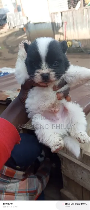 1-3 months Male Purebred Chihuahua