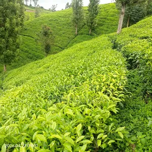 Tea Pickers Job