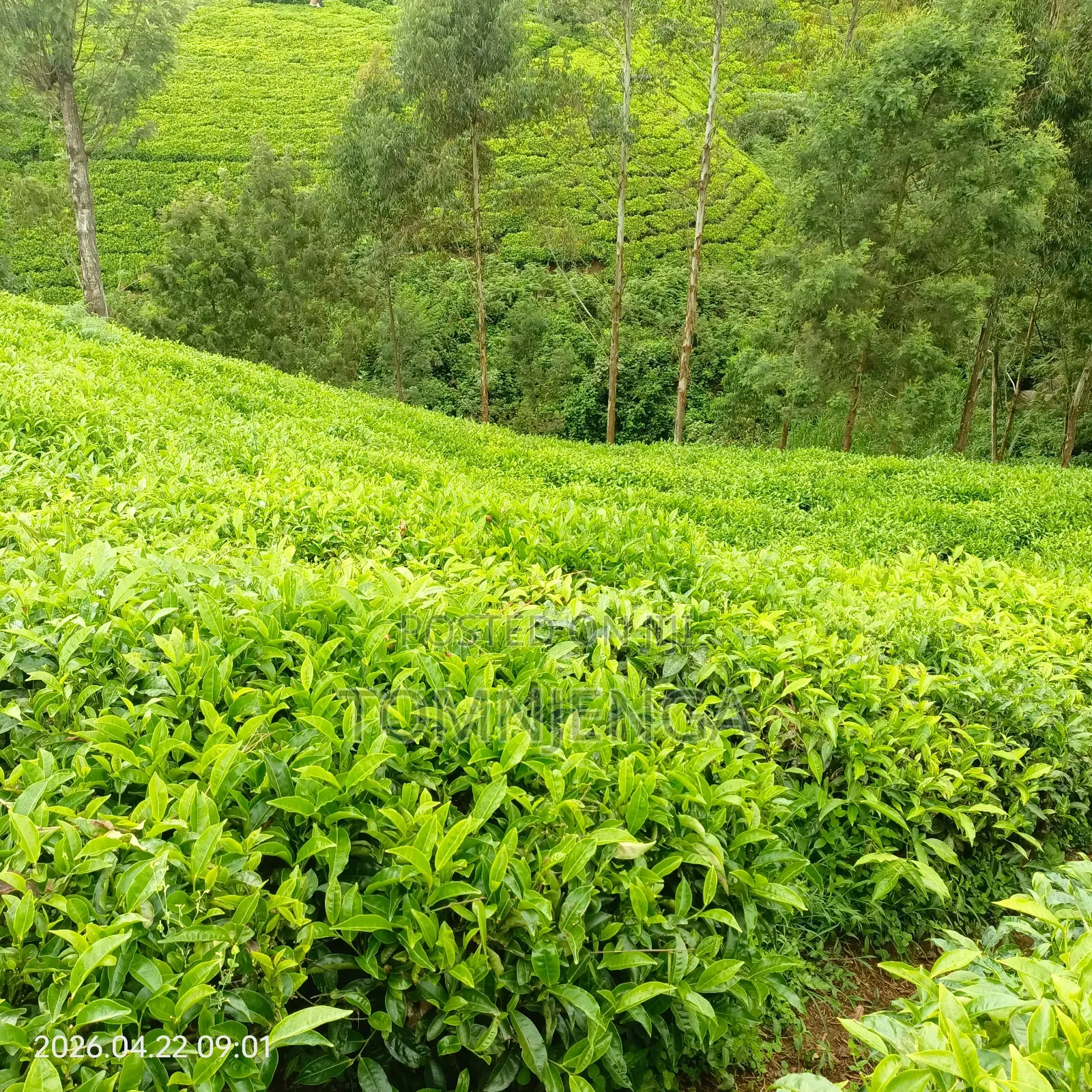 Tea Pickers Job