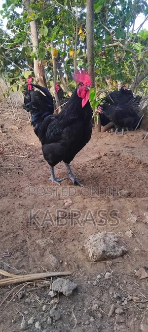 Black Australorp Chicks