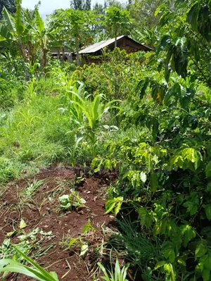 1/4 Acre Plot for Sale in Kiamuthambi, Kirinyaga County.