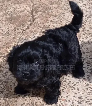 1-3 months Male Purebred Havanese