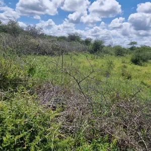 30 Acres Mashuru