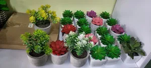 Mini Succulents