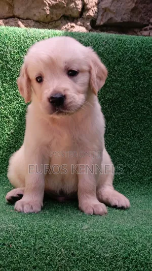 1-3 months Male Purebred Golden Retriever