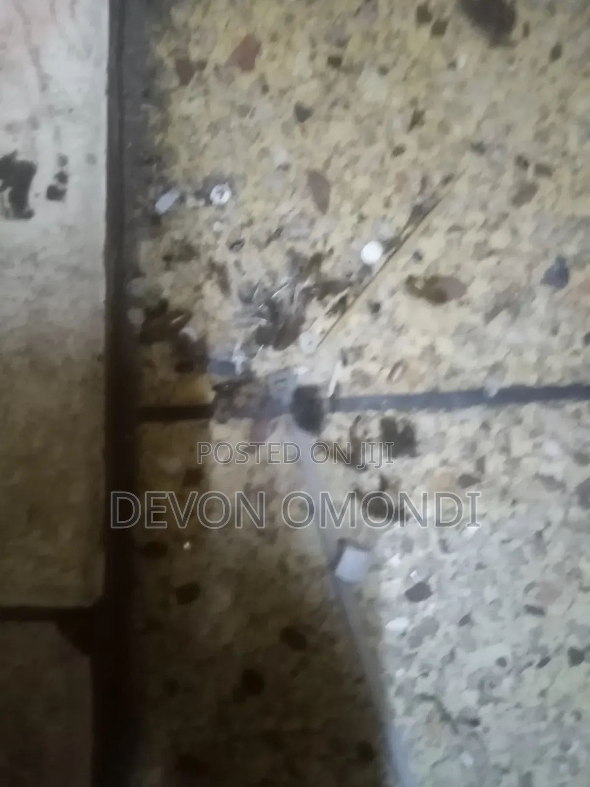Pest Control and Fumigation Services