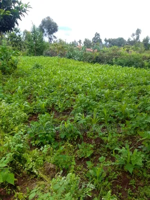2 Acres Kinari, Soko Mjinga Area