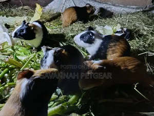 Guinea Pigs, (Cavies), Popular Pets and Agricultural Animals - Males