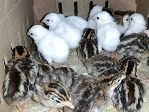 1 Week Old Guinea Fowl Keets (Baby Chicks) White Dotted Variety