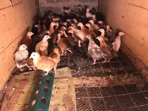 All Types of Improved Kienyaji Chicks