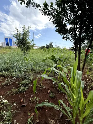 1/2 Acre Land for Sale in Gatuto, Kirinyaga County.
