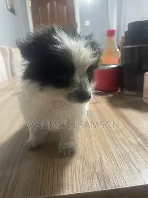 1-3 months Female Purebred Maltese