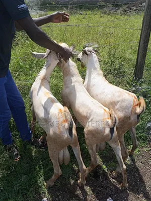 Male Goats for Sale