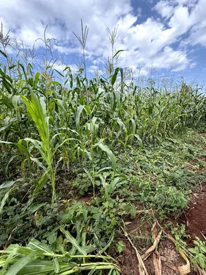 50×100 Plot for Sale in Kimica, Njegas, Kirinyaga.