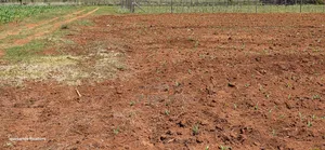 Prime 2 Acres for Sale Illula L8mo Eldoret
