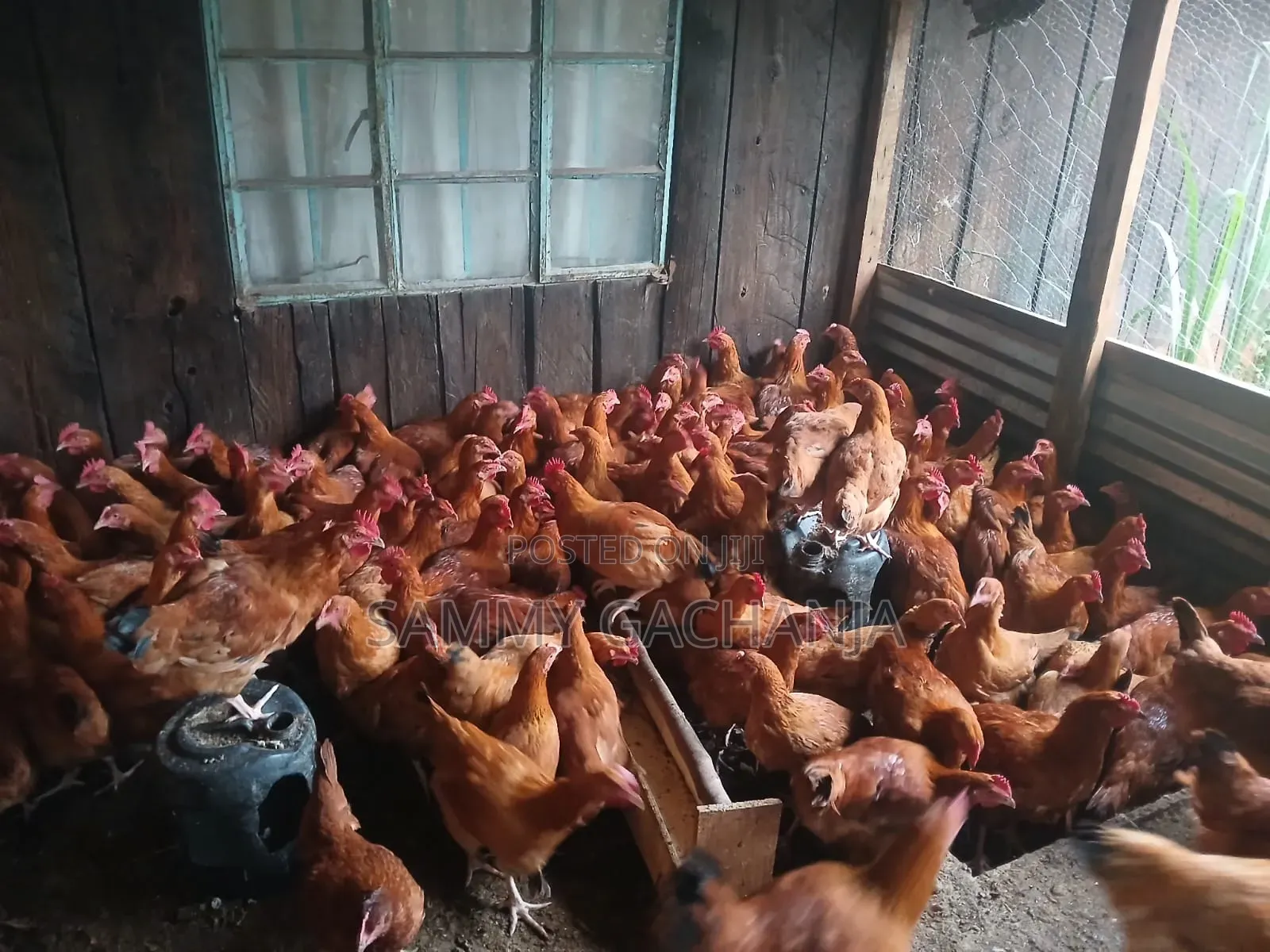 Fertilized Sasso F1 Eggs