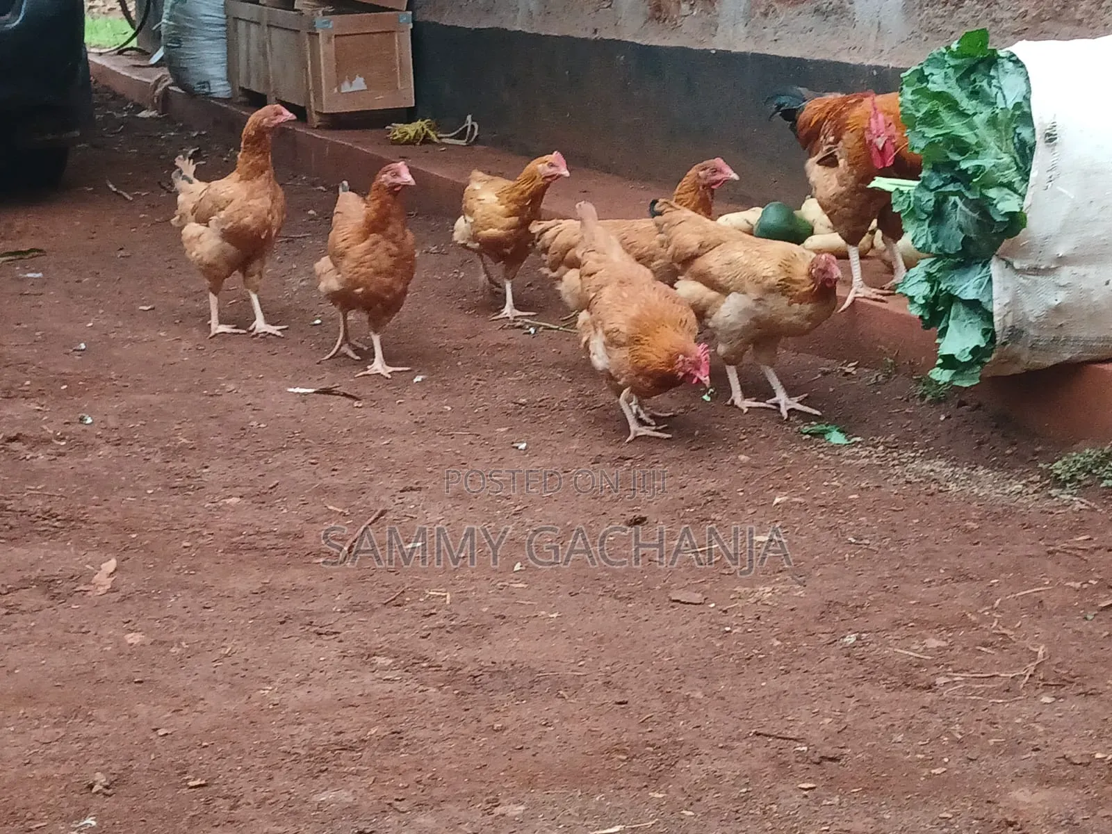 Fertilized Sasso F1 Eggs