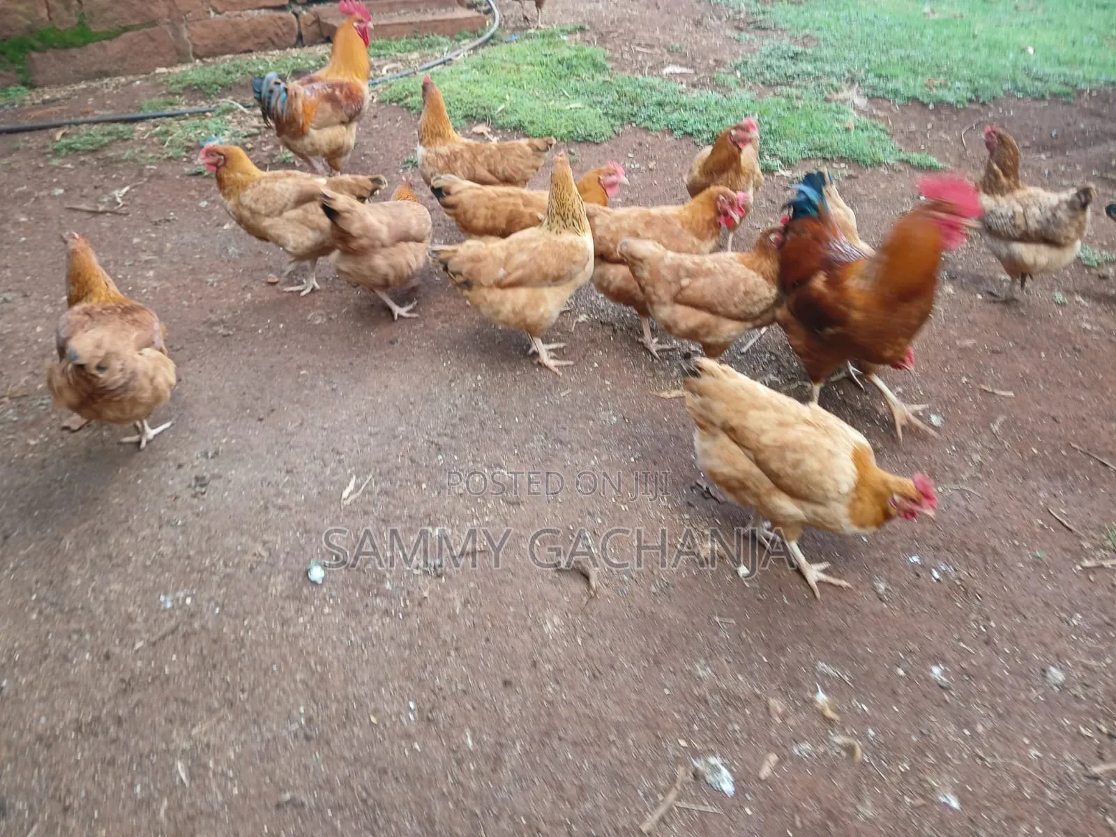 Fertilized Sasso F1 Eggs
