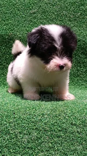 1-3 months Male Purebred Havanese