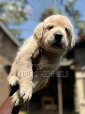 1-3 months Male Purebred Golden Retriever
