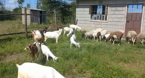 7 Acres Prime Land for Sale – Malaa/Joska Area