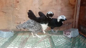 Crested Polish Available