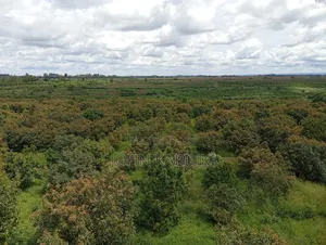 A 225 Acres Land With:- Avocado Plantation in Muranga Covering 170 A