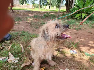 1+ year Male Purebred Border Terrier