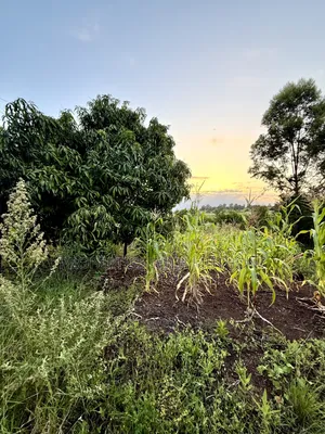 1/4 Acre Plots for Sale in Kinyaga, Kirinyaga County.