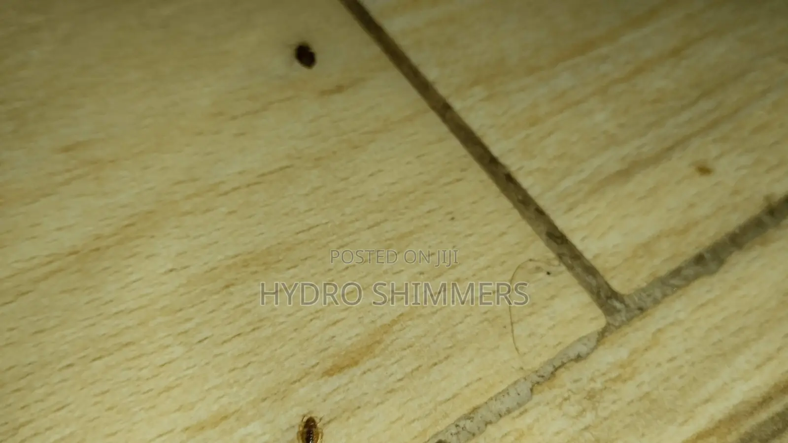 Professional Pest Control Fumigation Services