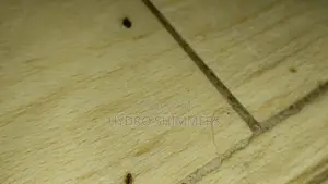 Professional Pest Control Fumigation Services