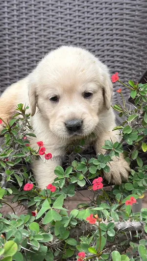 1-3 months Male Purebred Labrador Retriever