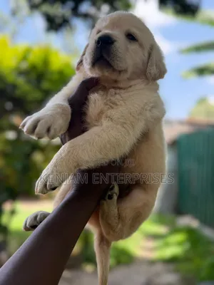 1-3 months Female Purebred Labrador Retriever
