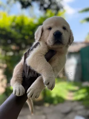 1-3 months Male Purebred Labrador Retriever