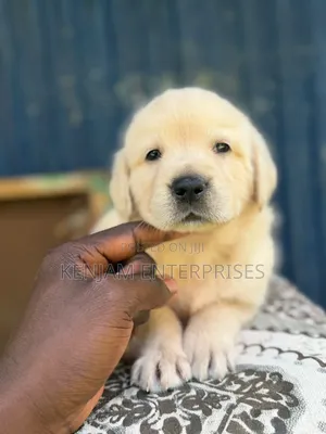 1-3 months Female Purebred Labrador Retriever