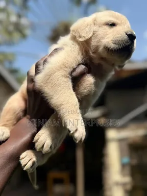 1-3 months Female Purebred Labrador Retriever
