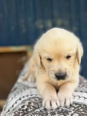 1-3 months Male Purebred Labrador Retriever