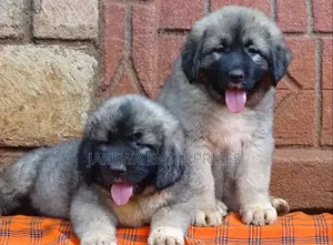 1-3 months Male Purebred Caucasian Shepherd