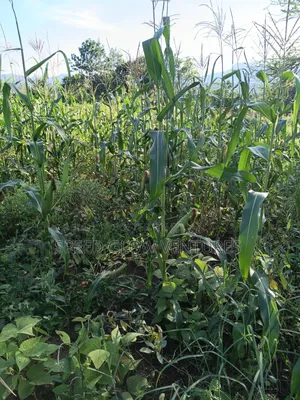 5 Acres Land for Sale in Makueni Muvau