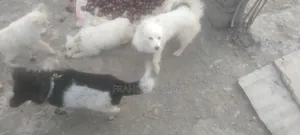 1-3 months Male Purebred Japanese Spitz