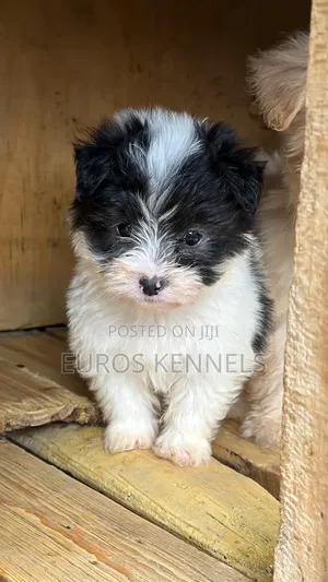 1-3 months Male Purebred Havanese