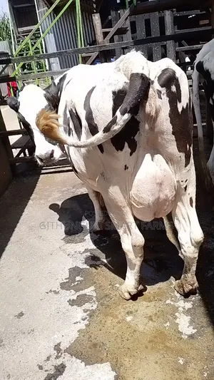 Holstein Friesian Dairy Cow