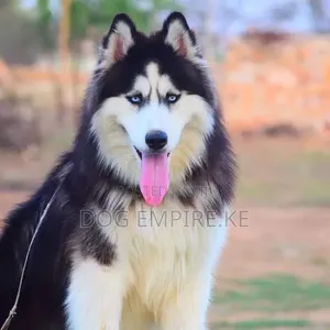 Dog Training