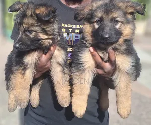 1-3 months Male Purebred German Shepherd