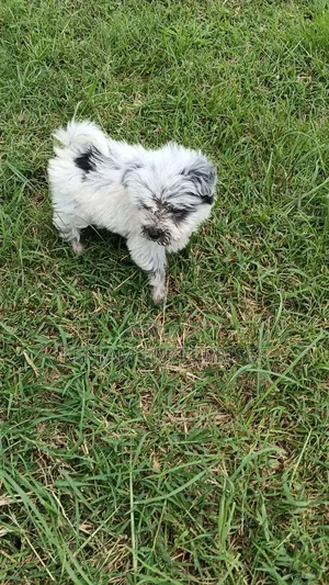 1-3 months Male Purebred Havanese