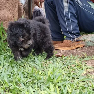 1-3 months Male Purebred Havanese