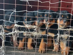 1-3 months Female Purebred Rottweiler